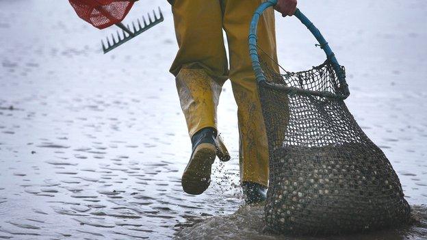 Cockle picker