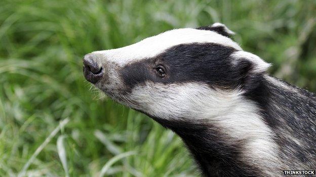 Badger