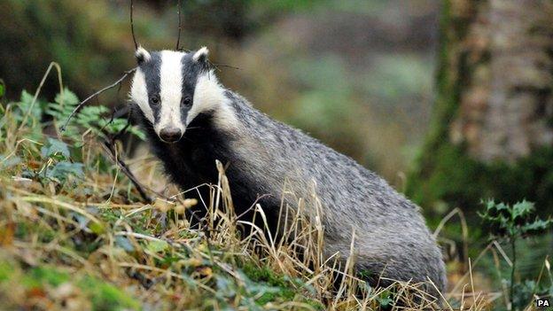 A badger