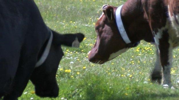 Cows on Minchinhampton Common