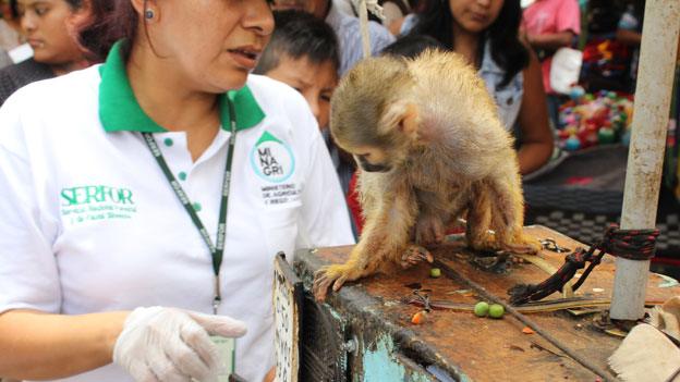 squirrel monkey