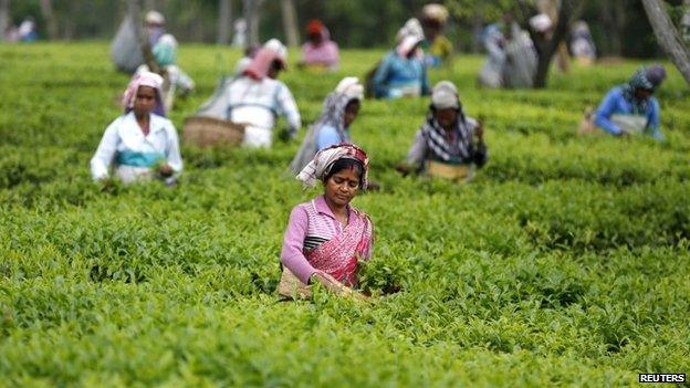 Tea leaf pickers in India