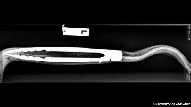 X-Ray showing tongs inside snake