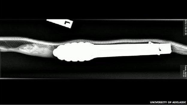 X-Ray showing tongs inside snake