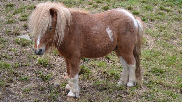 Shetland pony