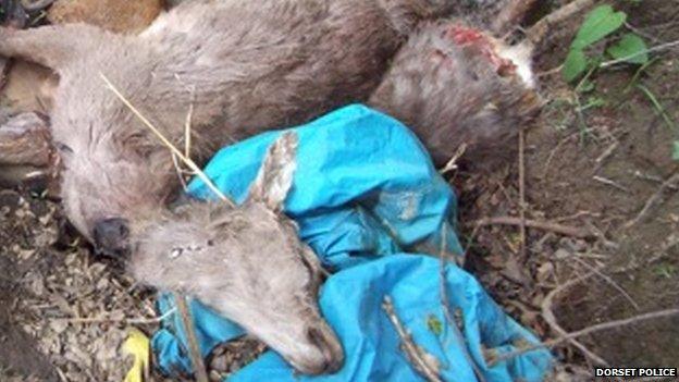 Dead deer carcasses discovered in Dorset