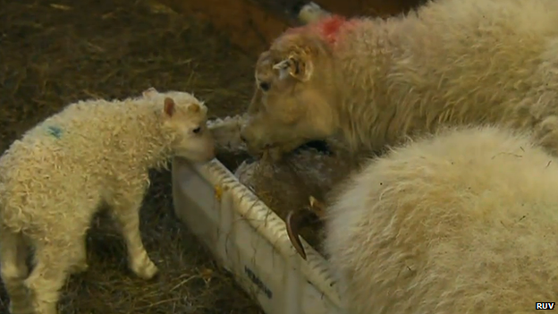 A sheep licking a newborn lamb