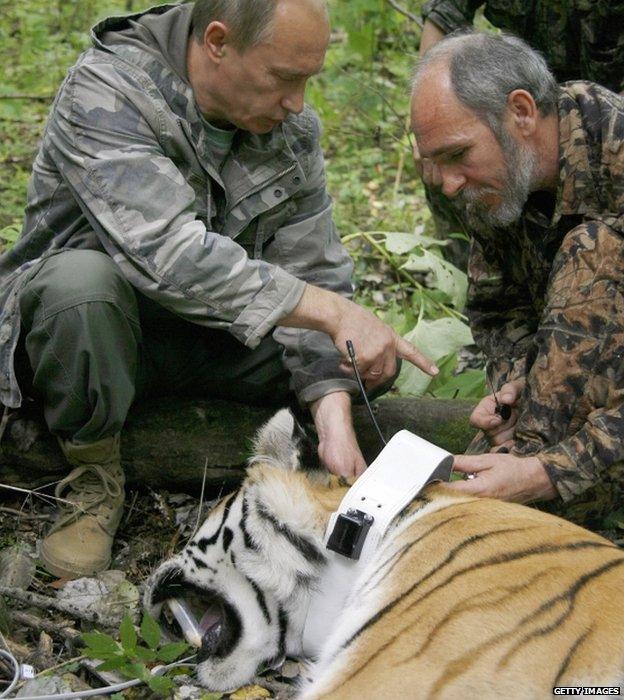 Vladimir Putin (left) fixes a GPS-Argos satellite transmitter to a tiger in the Russian Far East, 31 August 2008