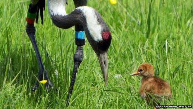 Crane chick and adult at Slimbridge