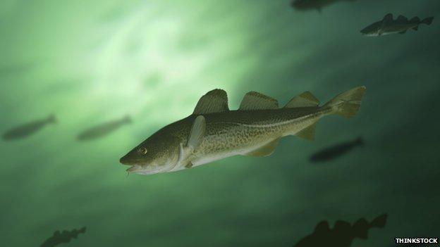 Cod swimming