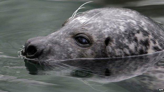 A female grey seal breaks the surface of the water