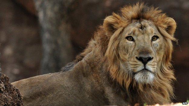 An Asiatic lion, in a picture taken on 11 May 2011.