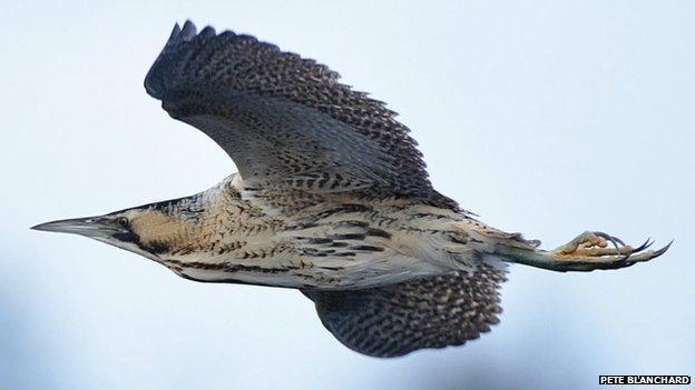 A bittern