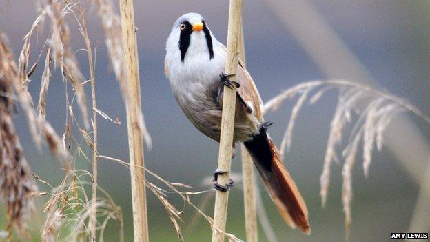 Bearded tit