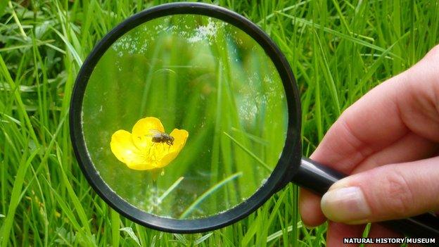 Fly on a flower through a looking glass (Image: Natural History Museum)