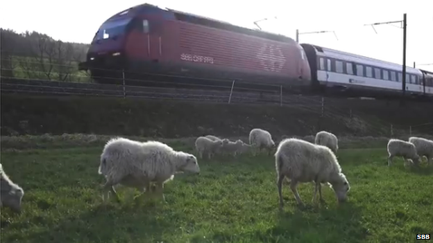 The sheep grazing as a train passes by