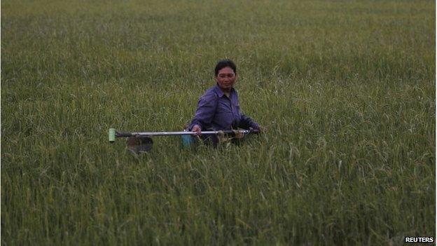 Thai rice farmer