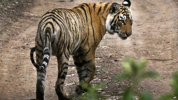 In this April 12, 2015 photo, a tiger walks at the Ranthambore National Park in Sawai Madhopur, India.