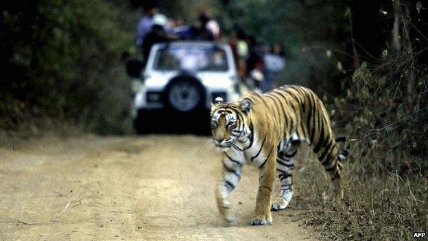 In this picture taken 22 January 2002,a tiger crosses the road in Ranthambore National Park in India"s northwestern Rajasthan state.