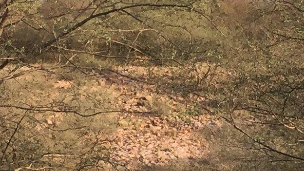 Ranthambore tiger