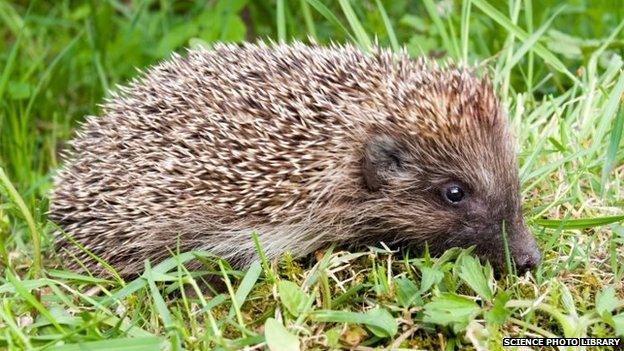 Hedgehog