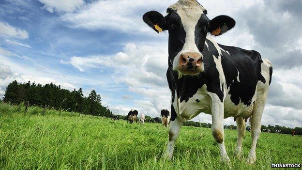 Dairy cattle in field (library picture)