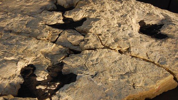 Dinosaur footprints found at Swanage