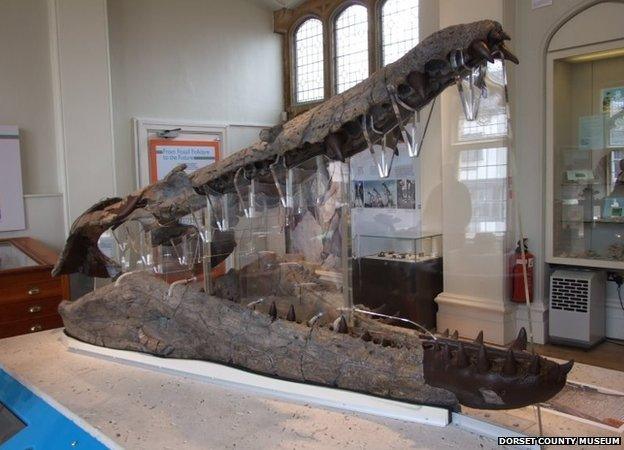 Weymouth Bay Pliosaur at Dorset County Museum