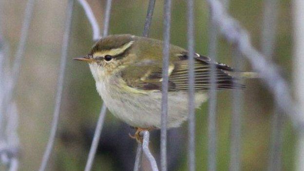 Yellow warbler