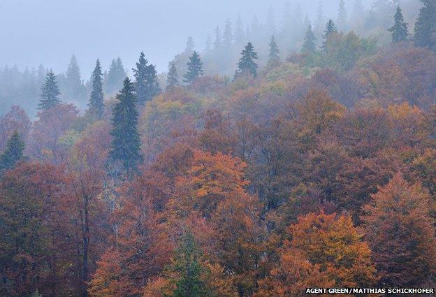 Trees in autumn