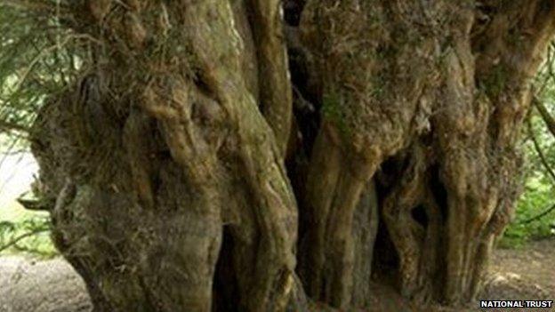 Ankerwycke Yew