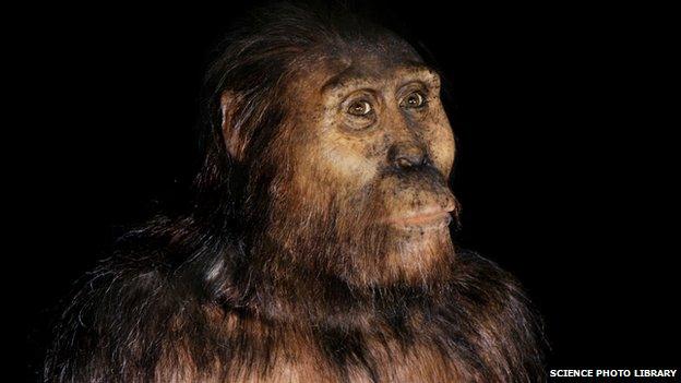 Australopithecus afarensis