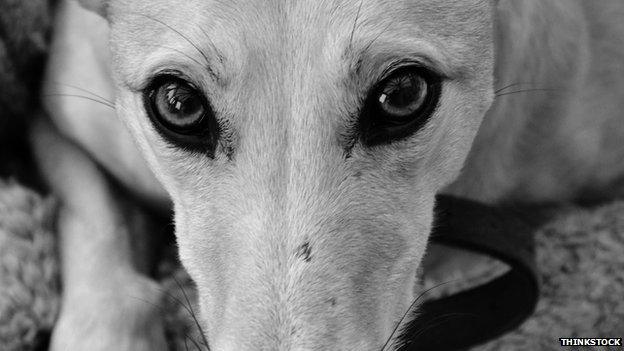 Lurcher