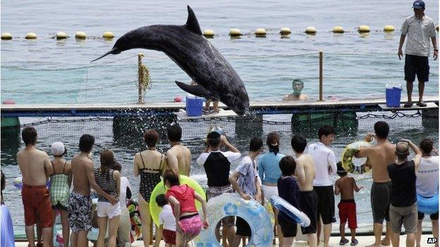 A dolphin at an aquarium in Taiji, Japan (2010)