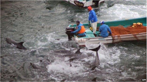 Dolphins are rounded up in Taiji, Japan (Jan 2014)