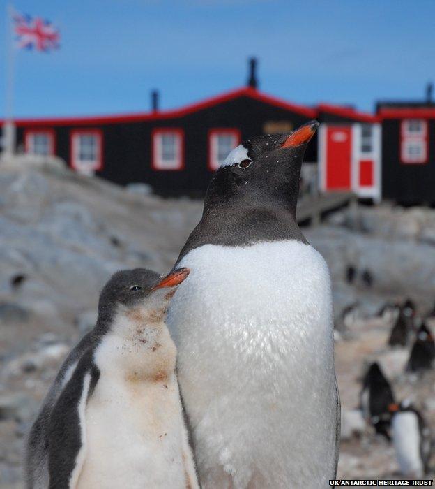 Penguins outside post office on Goudier Island