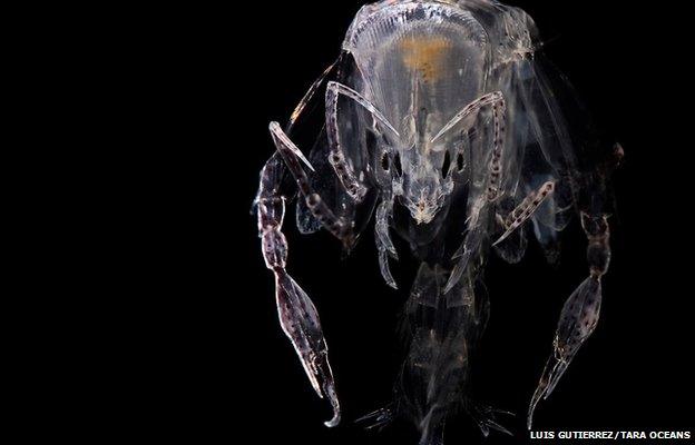 Amphipod collected in North pacific