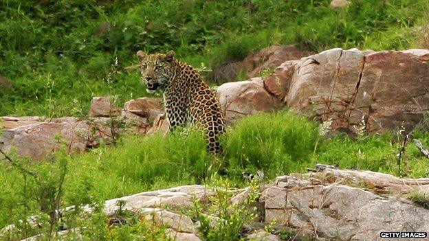 A leopard inside the Kruger National Park in South Africa