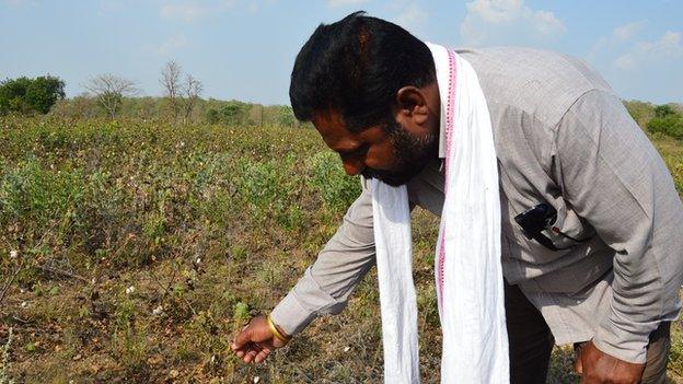 Indian farmer Bhaskar Deovalvar and a ruined cotton crop