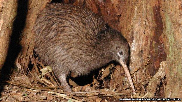 A western brown kiwi