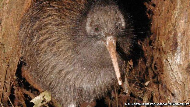 A western brown kiwi