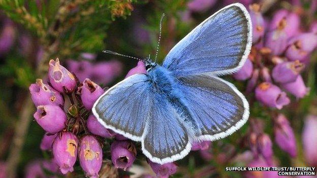 Male silver-studded blue butterfly