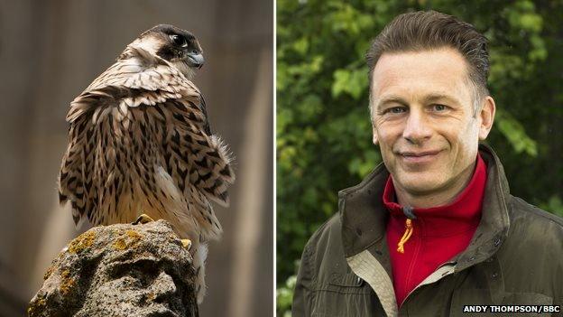 Norwich Cathedral peregrine falcon chick and Chris Packham