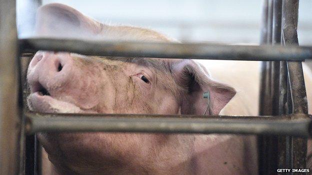 A pig looking out through some bars