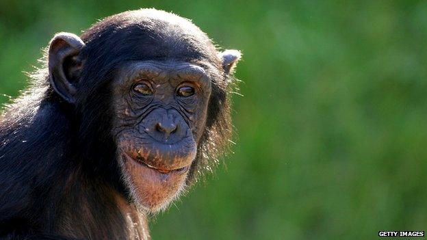 A baby chimpanzee at Taronga Zoo, Sydney