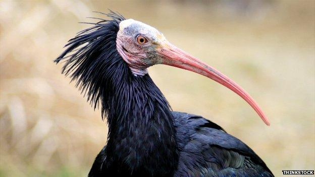 A northern bald ibis