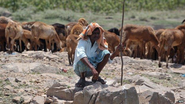 Man tends sheep near Hyderabad