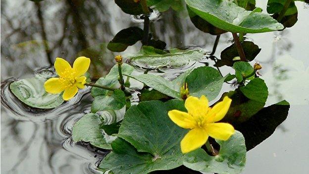 Marsh Marigold on a pond