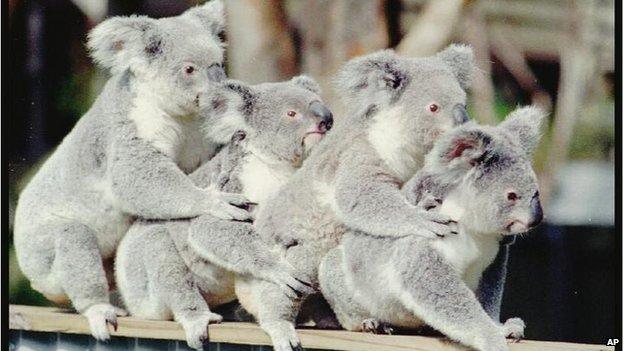 A family of koalas