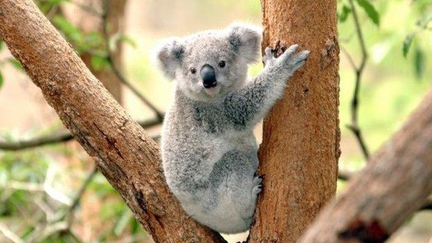 A koala in a tree at Taronga Zoo, Sydney